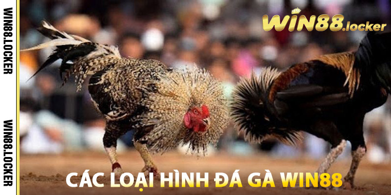 Đá Gà Win88 – Sân Chơi Dân Gian, Trải Nghiệm Hiện Đại 2 Các loại hình Đá Gà Win88